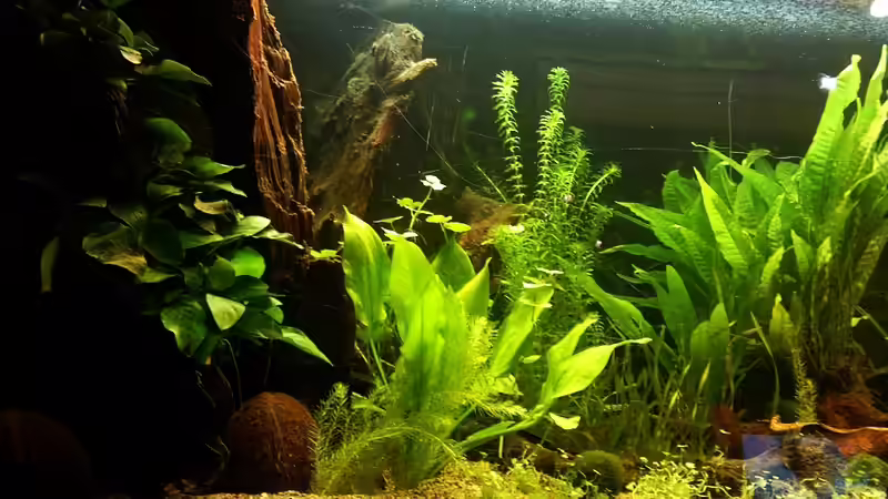 Linke Seite von Babsi Aud (6)