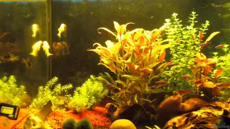 linke Seite von BaniW (2)