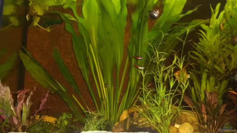 Linke Seite von bobbyfee (2)