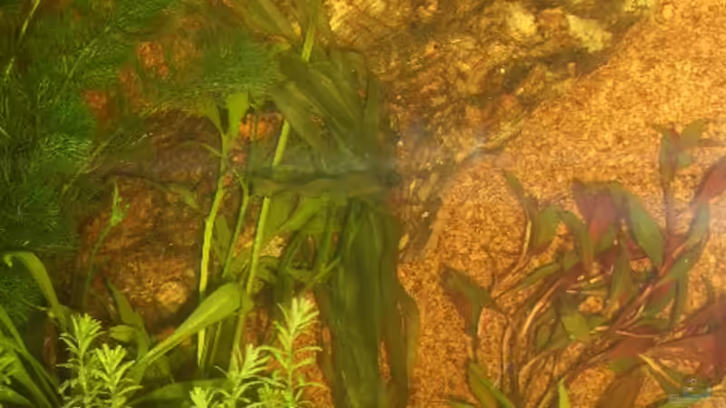 Linke Seite von bobbyfee (2)