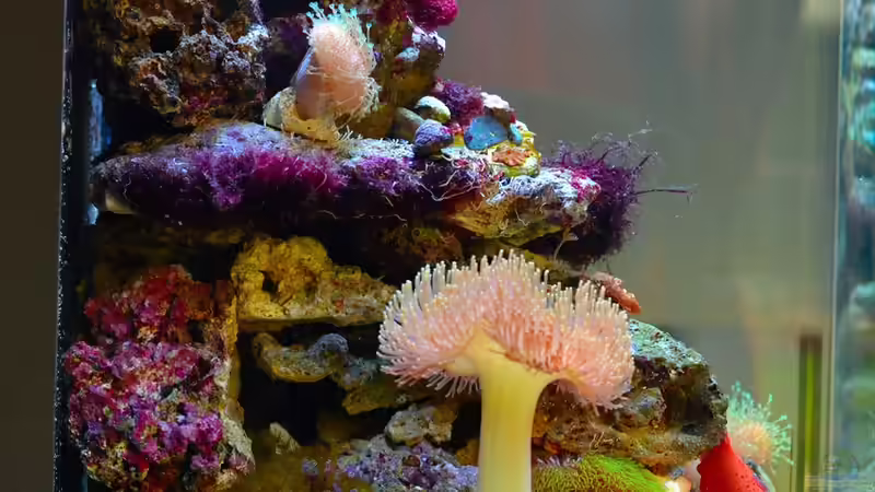 Linke Seite von Brookshaw (2)