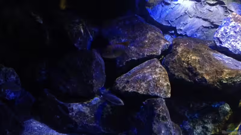 Linke Seite von Chimme (16)