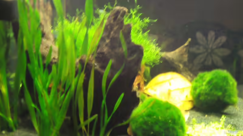 linke seite von Crissy (4)