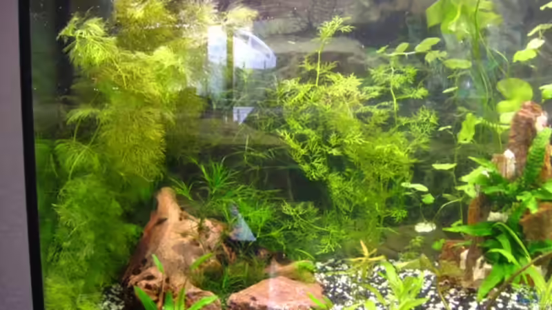 Linke Seite von DanBri (19)