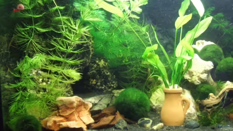 Linke Seite von Dani-lein (2)