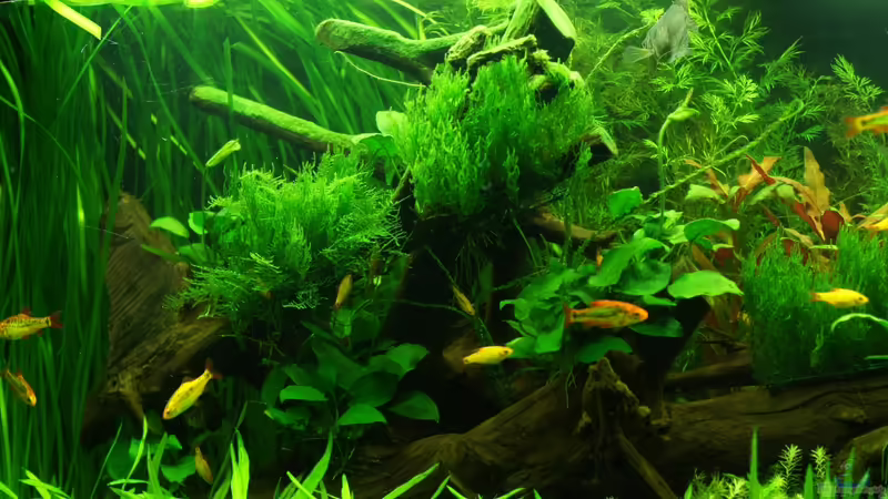 Linke Seite von Danne86 (6)