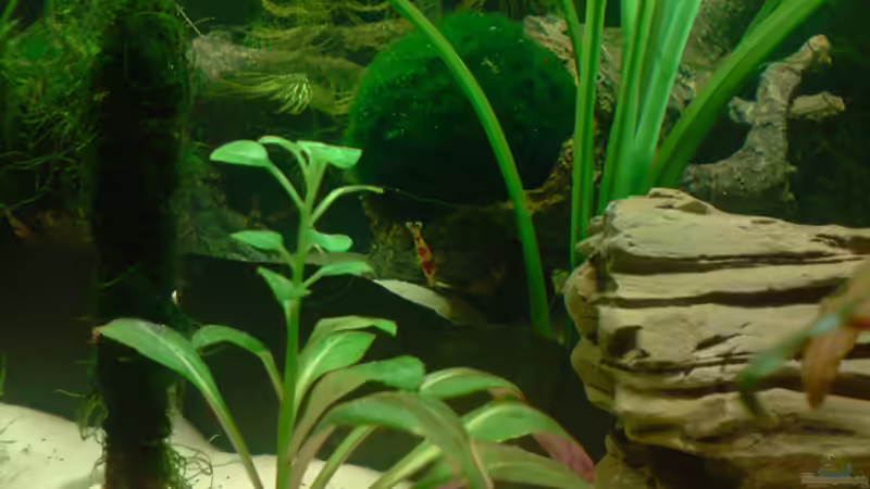 Linke Seite von Dasy (17)