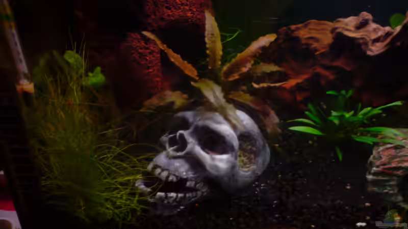 Linke Seite von Dasy (4)