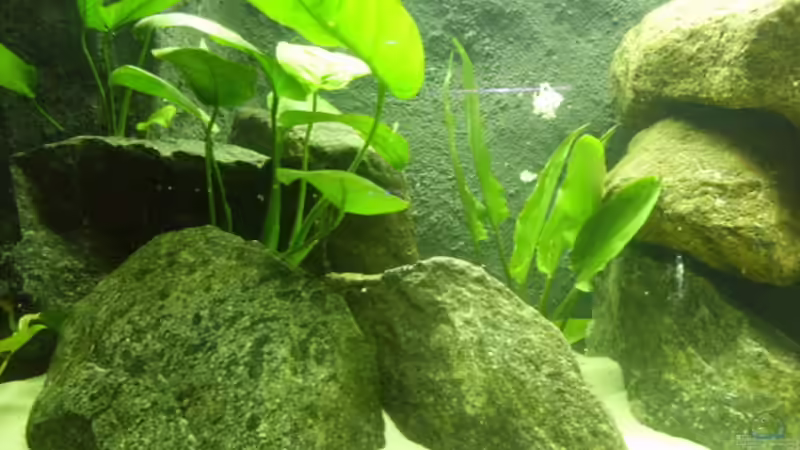 Linke Seite von deBouwer (2)