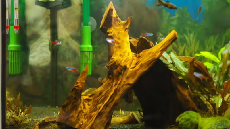 linke Seite von Denis Aschenbach (3)