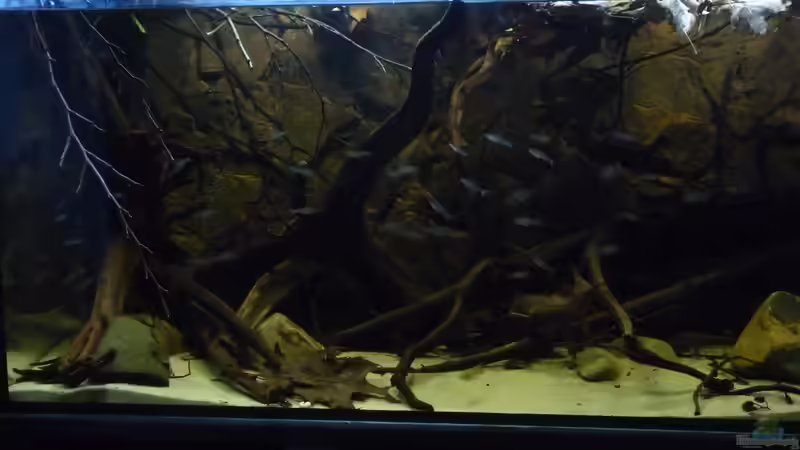 Linke Seite von DerImperator (2)