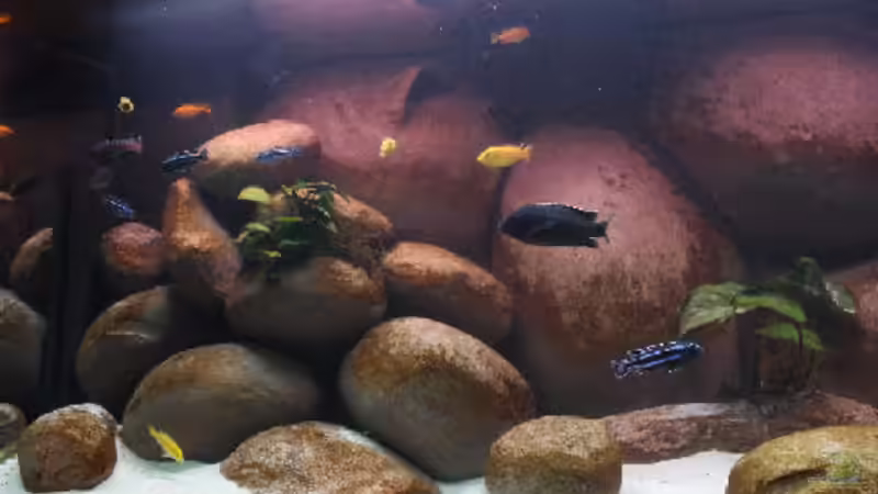 Linke Seite von Dicker1904 (2)