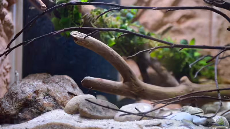 Linke Seite von Didi (12)