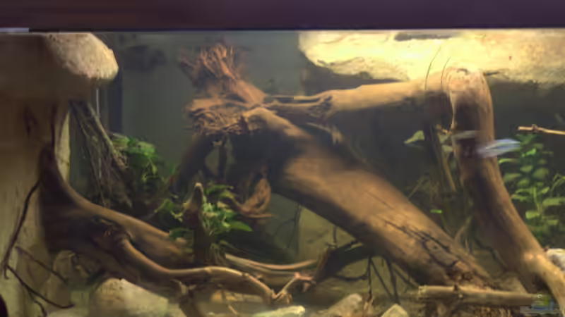 Linke Seite von Didi (30)