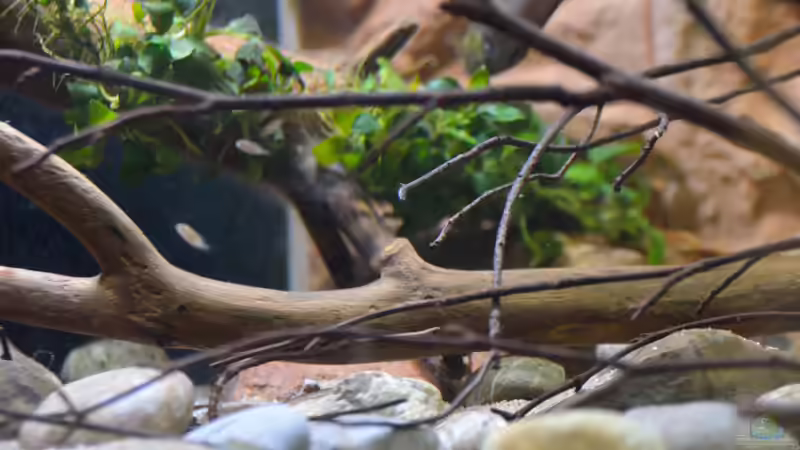 linke Seite von Didi (4)