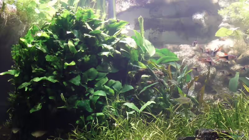 linke Seite von **Die Julia** (11)