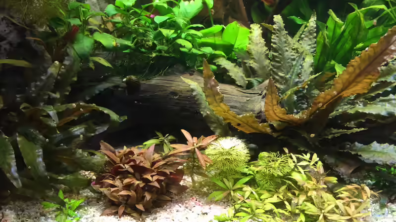 linke Seite von Diedelsen (4)