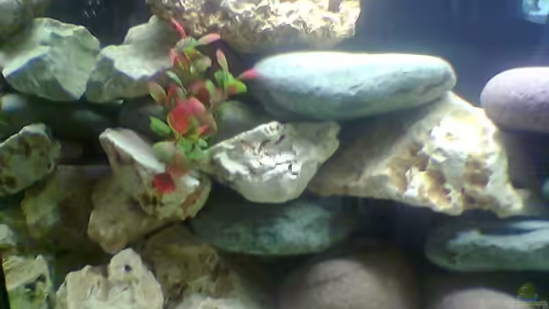 Linke Seite von Dirk Giebken (3)