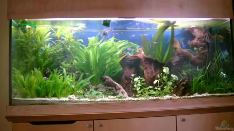 Linke Seite von elbochos (8)