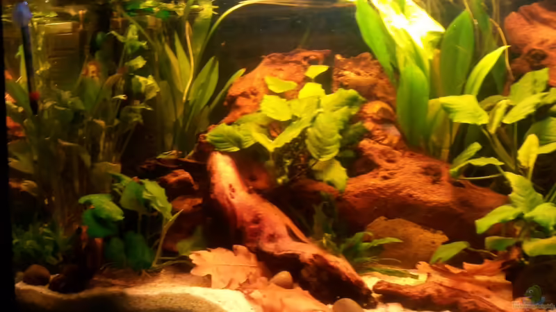 linke Seite von Grek77 (7)