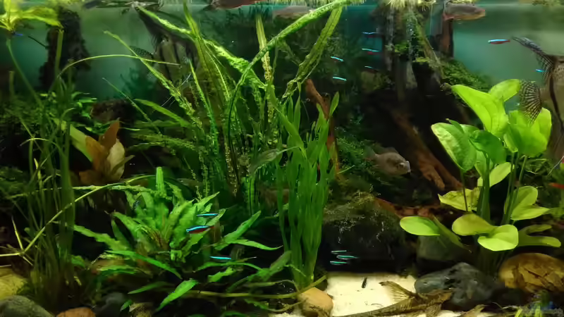 linke Seite von Grünhexe (77)