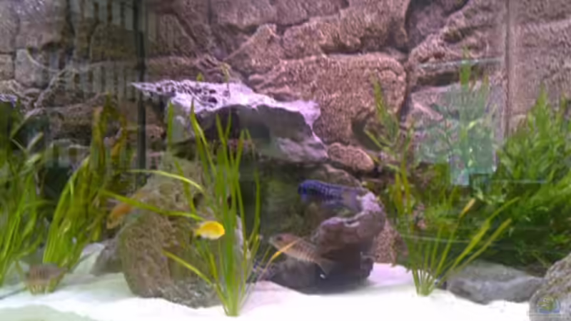 linke Seite von Heimo (6)