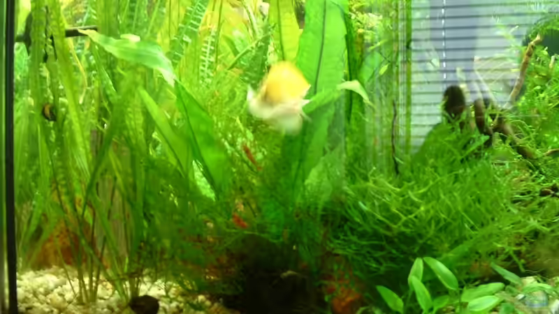 Linke Seite von Herzilein (3)