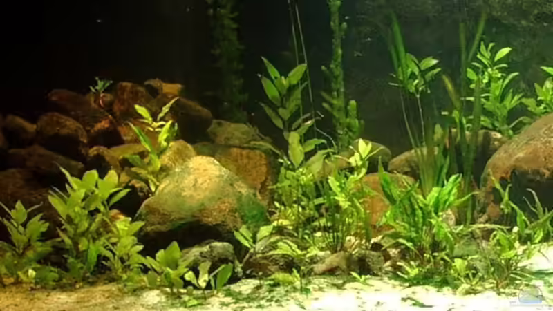 Linke Seite von Jari Grünig (4)