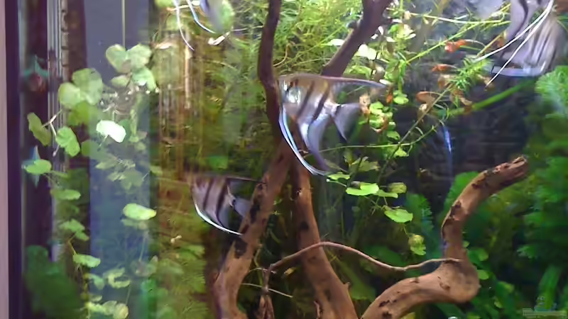 Linke Seite von JBuehrke (2)