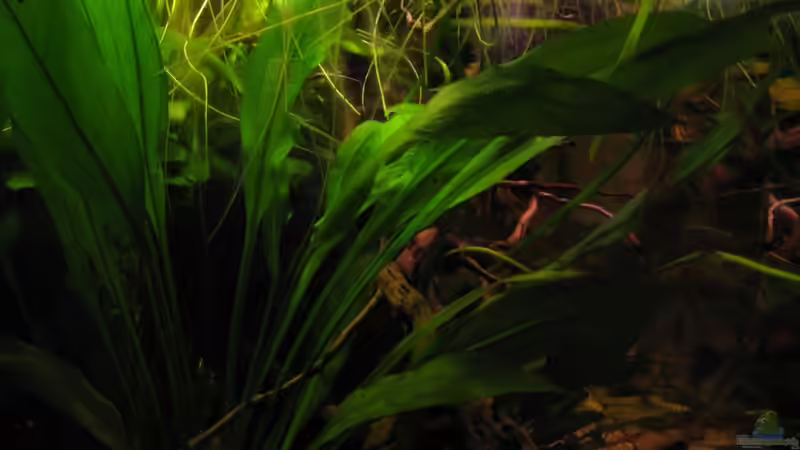 linke Seite von Jemafa (4)