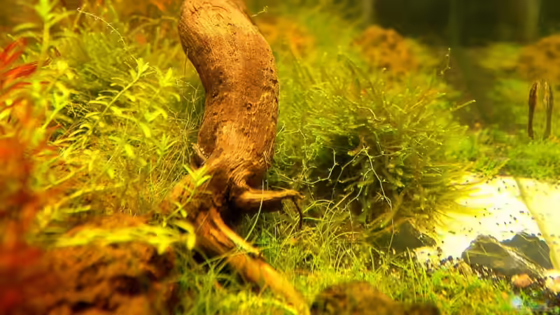 linke Seite von Jo The Fish (2)