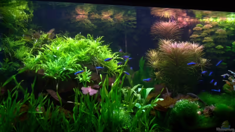 Linke Seite von Johann Fellner (6)