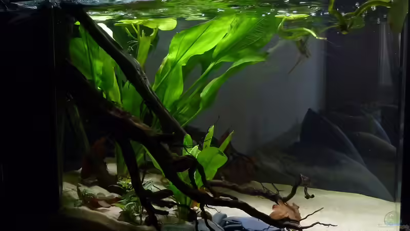 linke Seite von JohannesDD (10)