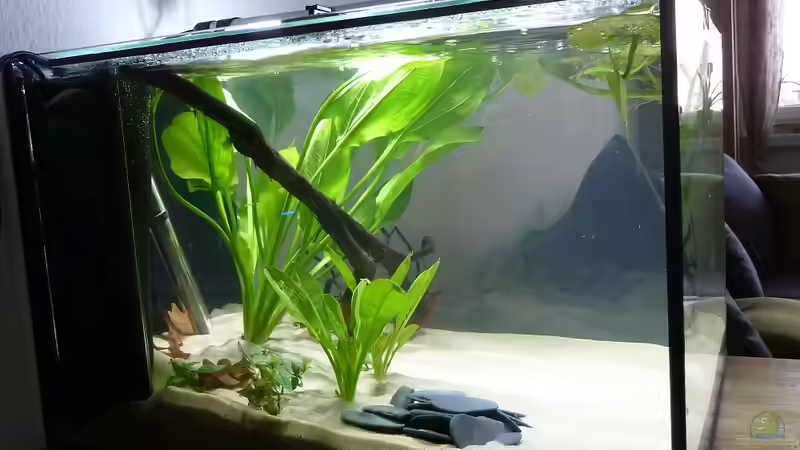 linke Seite von JohannesDD (8)