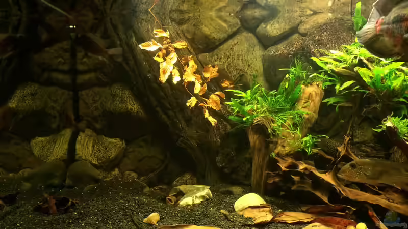 Linke Seite von Jonas B. (5)