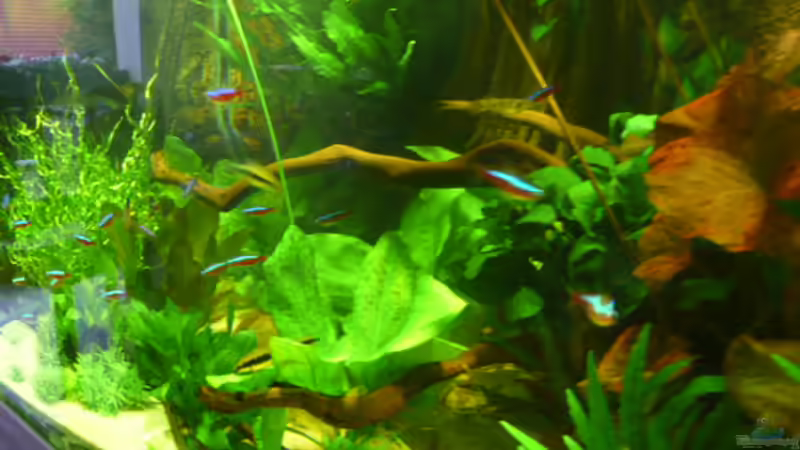 Linke Seite von Josef Schachtner (4)