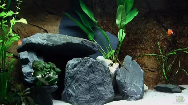 Linke Seite von justin (3)