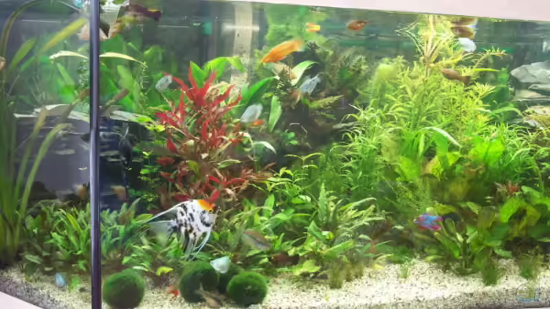 Linke Seite von Kai Holdinghausen (5)