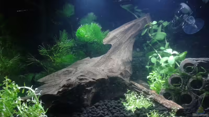 Linke Seite von Kai M (3)