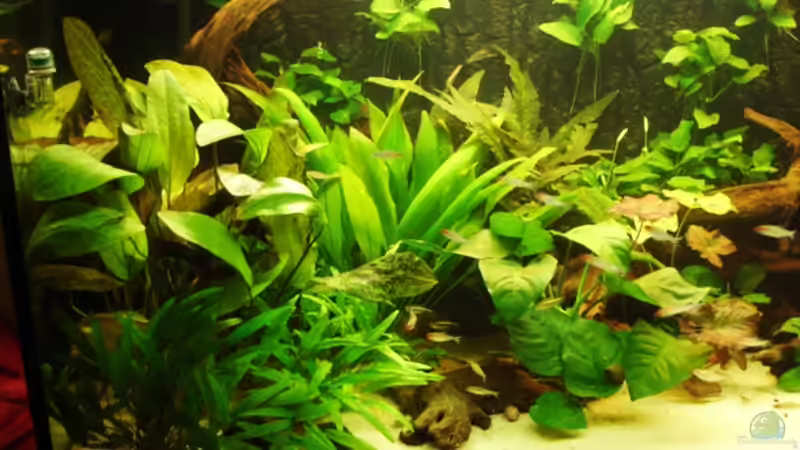 linke Seite von Katja Knoll (2)