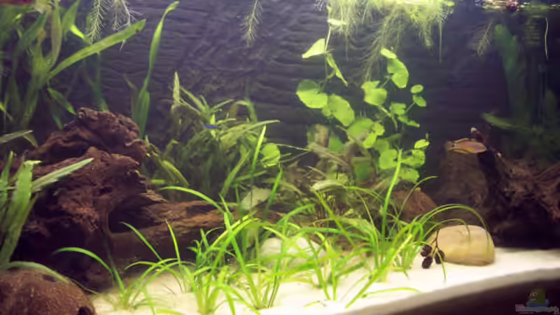 linke Seite von Kirsten Bishay (4)