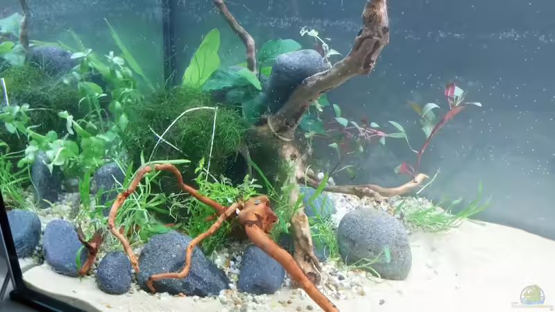 Linke Seite von KleinerPlaty (17)