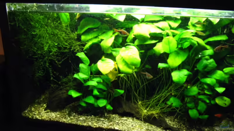 linke Seite von Kocki (4)