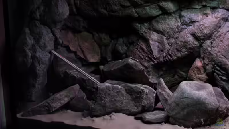 Linke Seite von Koehler (18)