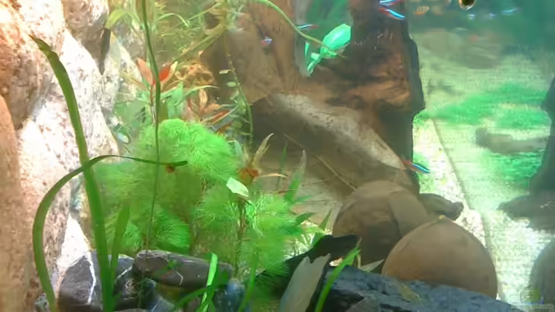 linke Seite von Kuebiwhv (6)