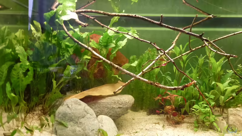 linke Seite von Leon St (6)