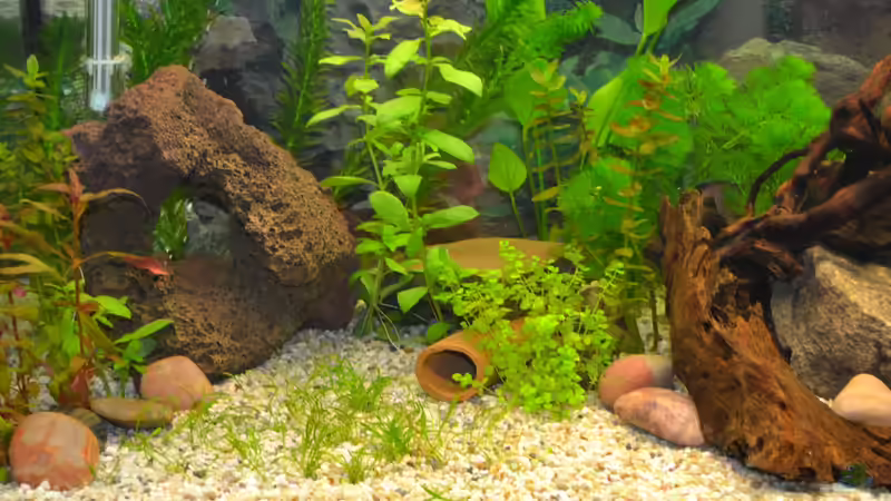 Linke Seite von Lilobär (3)