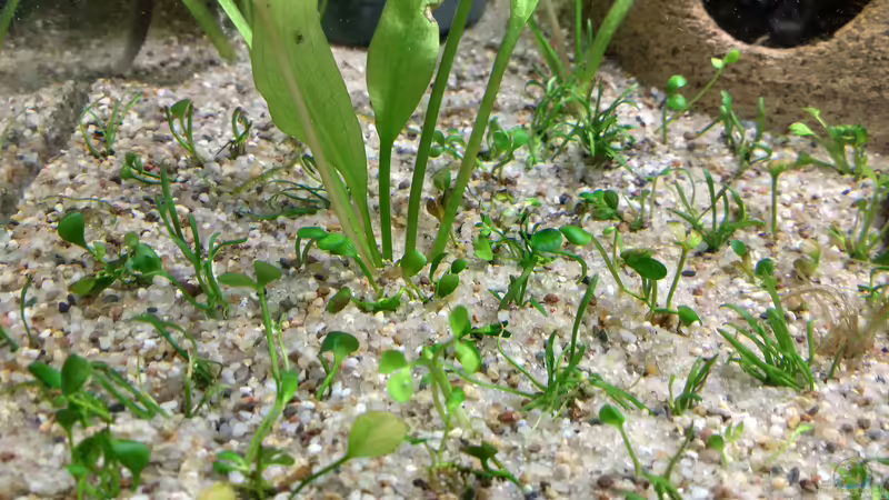 linke Seite von Lily (30)