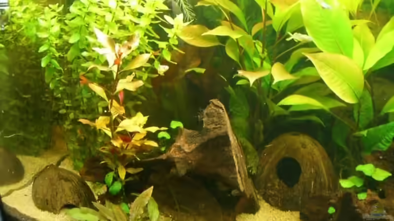 linke Seite von lukasg (3)