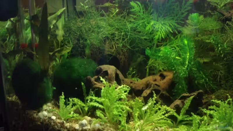 Linke Seite von lunimami (2)